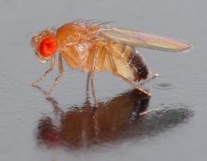 Drosophila_melanogaster_-_side_aka1-300x233