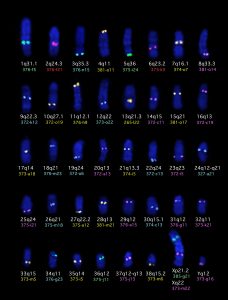 cytogenetics